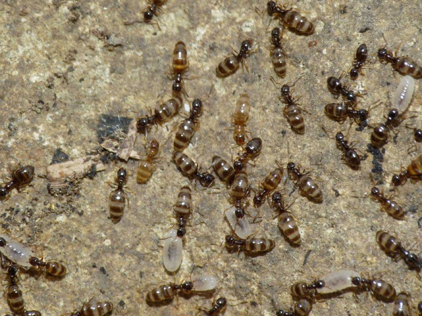 Formichine gonfie di liquido (Plagiolepis sp.)